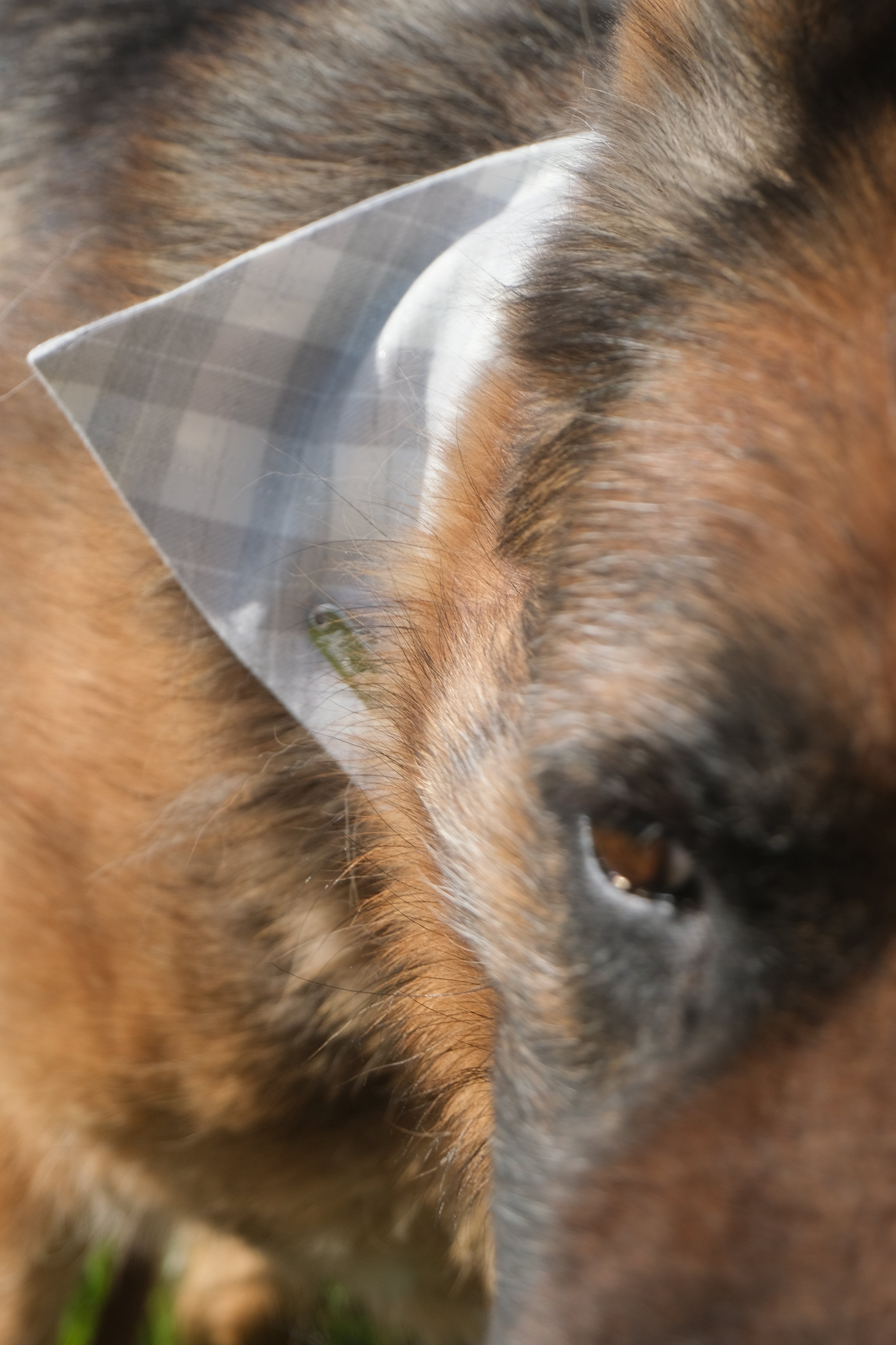 Grey Leather Collar with Bandana for Large pet - The Autumn Tea Black